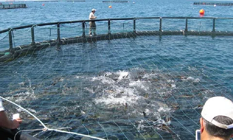 Khánh Hòa đặt mục tiêu phát triển ngành thủy sản toàn diện, bền vững