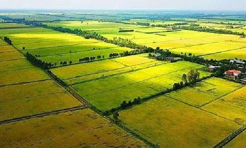 TP.HCM được quyền quyết định chuyển đổi diện tích đất trồng lúa dưới 500 ha