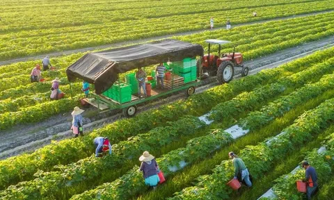 Thu hút doanh nghiệp đầu tư phát triển nông nghiệp bền vững