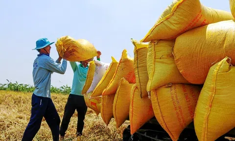 Giá gạo xuất khẩu Việt Nam tăng tuần thứ ba liên tiếp, nhu cầu nhập khẩu ở mức rất cao