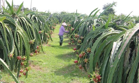 Dự báo xuất khẩu nông sản (rau, quả) tiếp tục tăng