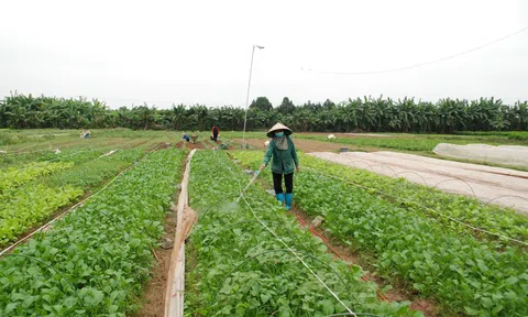 Hà Nội: Nông nghiệp xanh, nông nghiệp hữu cơ tiến tới trở thành ngành mũi nhọn