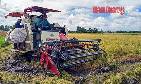 Nông dân Hậu Giang đã thu hoạch được hơn 12.000ha lúa Hè Thu