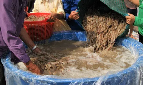 Cà Mau phấn đấu đến năm 2030, tổng sản lượng nuôi trồng thủy sản đạt 570.000 tấn