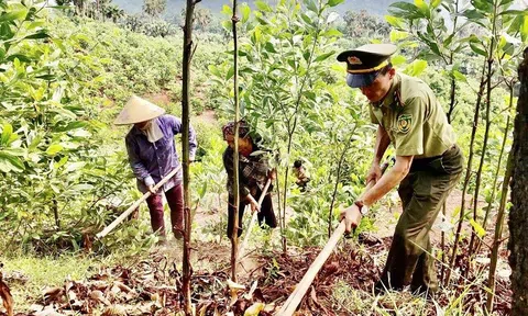 Hòa Bình tiếp tục nâng cao hiệu quả công tác bảo vệ, phát triển rừng