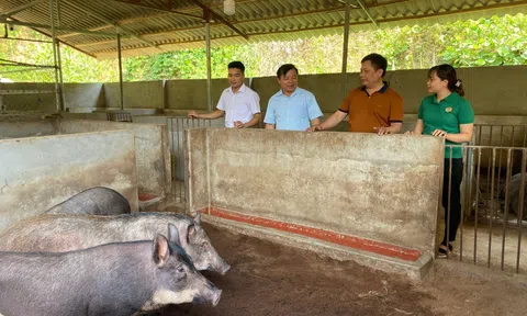 Sử dụng đệm lót sinh học trong chăn nuôi - Góp phần đảm bảo vệ sinh môi trường