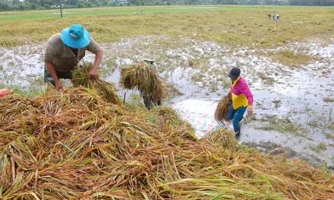 Hậu Giang: Nhiều ha lúa bị ngập úng do mưa kéo dài