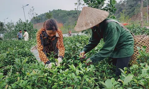 Phát triển chè hữu cơ mang lại nhiều giá trị cho người nông dân