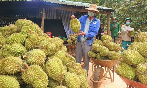 Đắk Lắk: Giá sầu riêng tăng cao, nông dân có thể bội thu "kỷ lục"