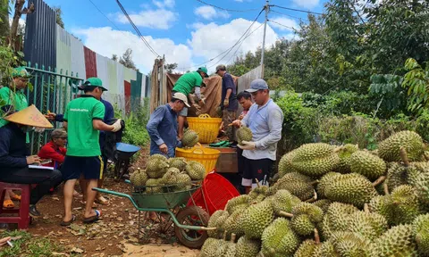 Bộ Nông nghiệp và Phát triển nông thôn đề nghị kiểm tra chặt chẽ trái cây xuất khẩu sang Trung Quốc