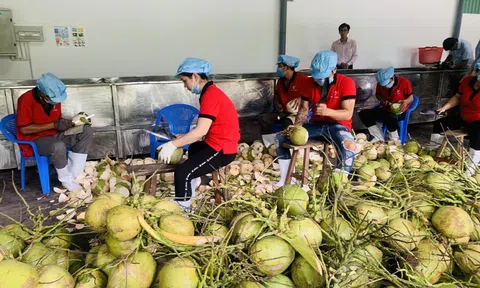 Cơ hội xuất khẩu dừa tươi qua đường chính ngạch sang thị trường Trung Quốc