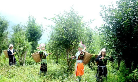 Phát triển cây chè đặc sản - một hướng đi đầy triển vọng