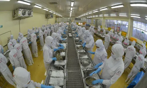 Việt Nam đứng thứ 2 thế giới về xuất khẩu tôm