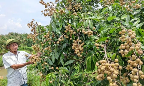 Phát huy vai trò của hợp tác xã trong phát triển kinh tế nông thôn