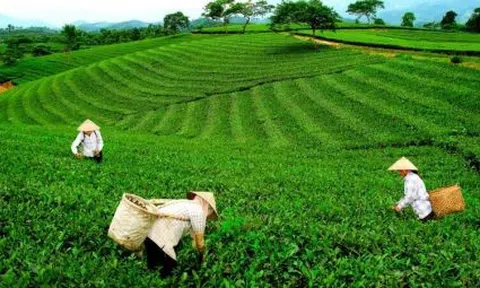 Nông nghiệp Thái Nguyên ghi nhận nhiều điểm sáng trong bức tranh 6 tháng