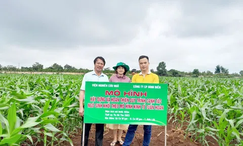 Canh tác ngô sinh khối theo mô hình kinh tế tuần hoàn