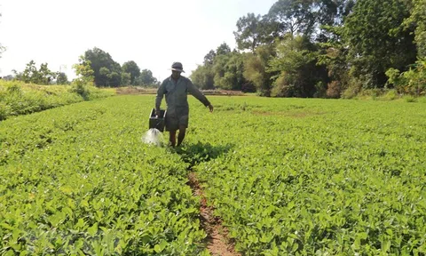 Chuyển đổi cơ cấu cây trồng trên đất lúa kém hiệu quả