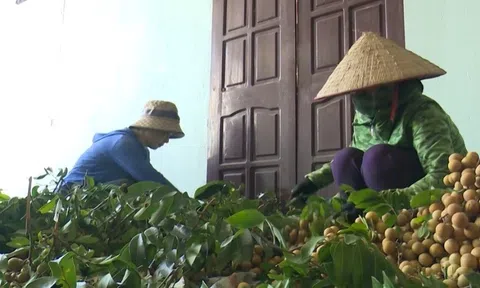 Sơn La: Nông dân Sông Mã phấn khởi thu hoạch nhãn chín sớm