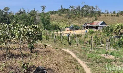Đắk Nông: Hàng nghìn ha rừng bị tàn phá, lấn chiếm