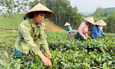 Trồng chè hữu cơ - hướng đến nông nghiệp bền vững