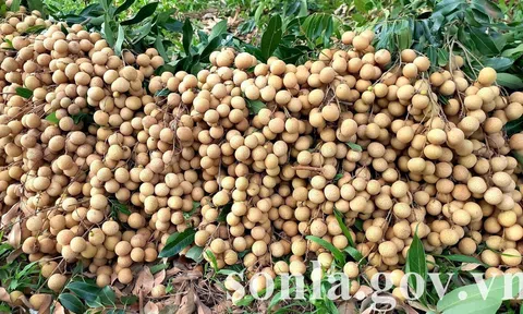 Liên kết sản xuất gắn với tiêu thụ sản phẩm nông sản cho nông dân