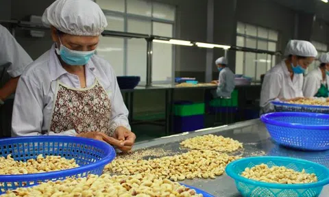 Làm gì để người nông dân giữ lại cây điều?