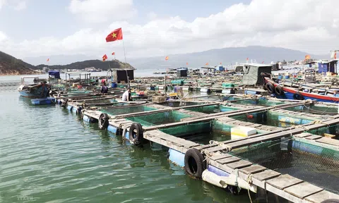 Nhiều tiềm năng của nghề nuôi biển vẫn còn bị bỏ ngỏ