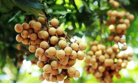 Trái nhãn Việt Nam lần đầu tiên được bày bán tại siêu thị ở Thái Lan