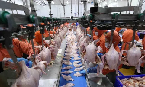 Việt Nam đề xuất Đan Mạch mở cửa cho sản phẩm thịt ức gà vào thị trường