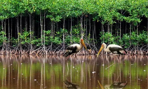 Vinamilk khởi động chương trình khoanh nuôi giúp tái sinh rừng ngập mặn