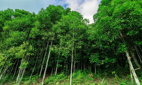 Lào Cai hướng tới xây dựng chuỗi sản xuất quế giá trị cao