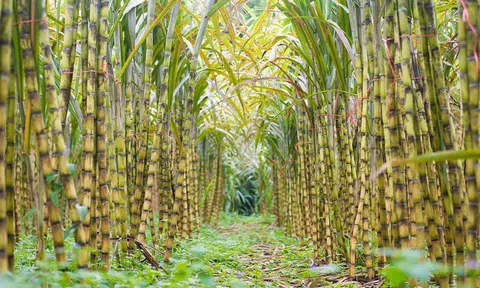 Hiệp hội mía đường khuyến cáo hội viên giữ giá bán ổn định