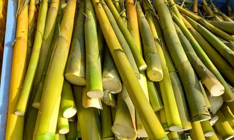 Măng nứa, măng loi, “lộc rừng” cải thiện đời sống cho người dân