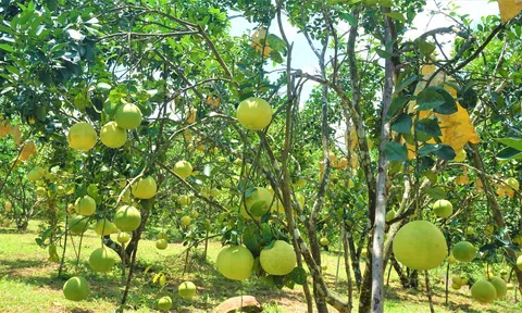 Bưởi Phúc Trạch mang lại hiệu quả kinh tế cao cho người dân Hương Khê, Hà Tĩnh