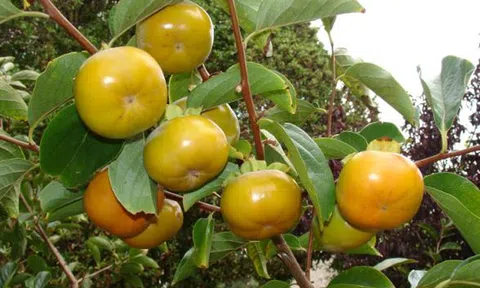 Hồng giòn không hạt, sản vật đem lại thu nhập ổn định cho người dân Mường Khương