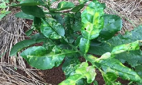 Sâu vẽ bùa và biện pháp phòng trừ trên cây có múi