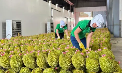 Sầu riêng Việt Nam "đắt hàng", vì sao?