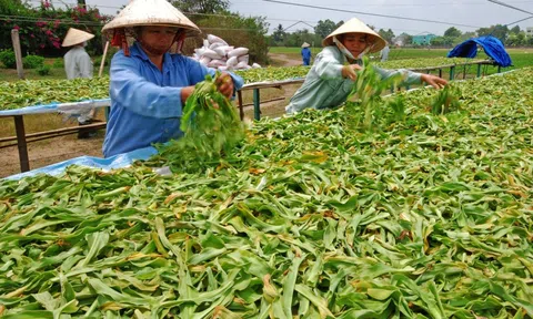 Hà Nội sẽ tổ chức vùng trồng cây dược liệu chuyên canh