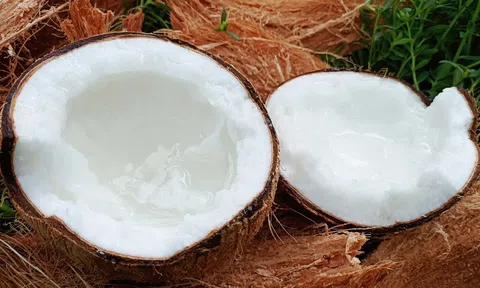 Trà Vinh đã đăng ký bảo hộ chỉ dẫn địa lý cho dừa sáp