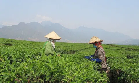 Lai Châu thúc đẩy hỗ trợ doanh nghiệp tiêu thụ nông sản