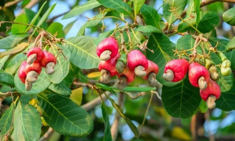 Xuất khẩu hạt điều thu hơn 2,2 tỷ USD trong 8 tháng đầu năm 2023