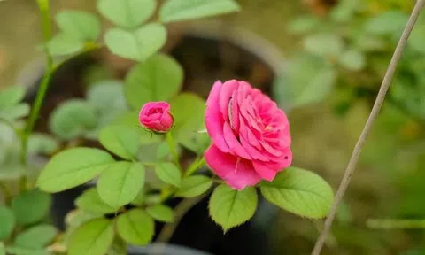 Khắc phục tình trạng hoa hồng rụng lá vào mùa mưa thế nào?