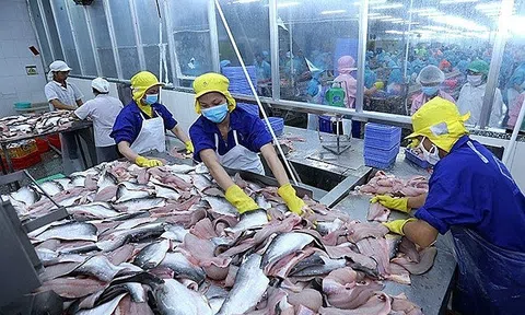 Tín hiệu tích cực cho cá tra Việt Nam