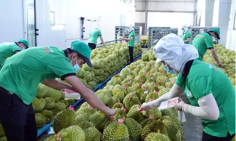 Cơ hội và thách thức mới trong xuất khẩu nông sản hiện nay