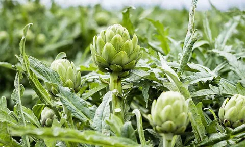 Cây Atiso có thể tạo ra bao nhiêu món ăn?