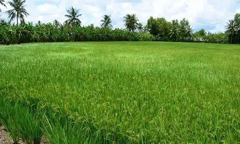 Thu hồi 9 sản phẩm OCOP và 3 nhãn hiệu chứng nhận gạo ở Cà Mau