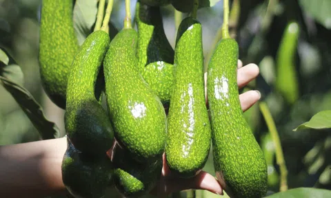 Hiệu quả kinh tế cao nhờ trồng bơ