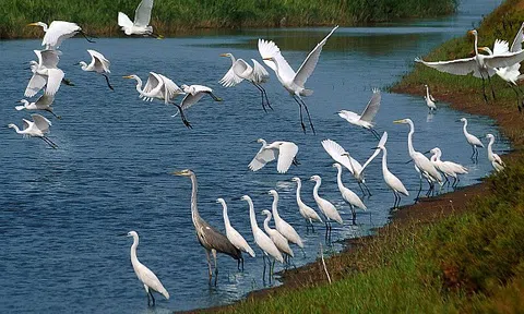 Vườn quốc gia Xuân Thủy sẽ tham gia đề cử thành Vườn di sản ASEAN