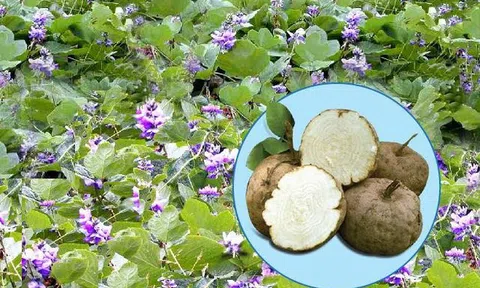 Sâm tố nữ: Dược phẩm quý cho phái đẹp