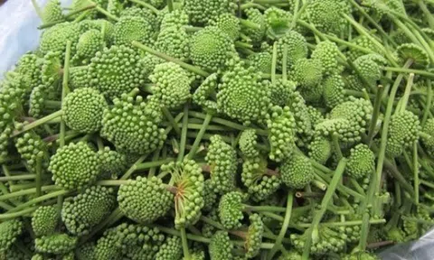 Cải thiện giấc ngủ nhờ hoa tam thất